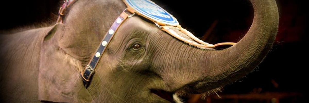 After Ringling's Announcement, What's the Next Elephant in the Room?