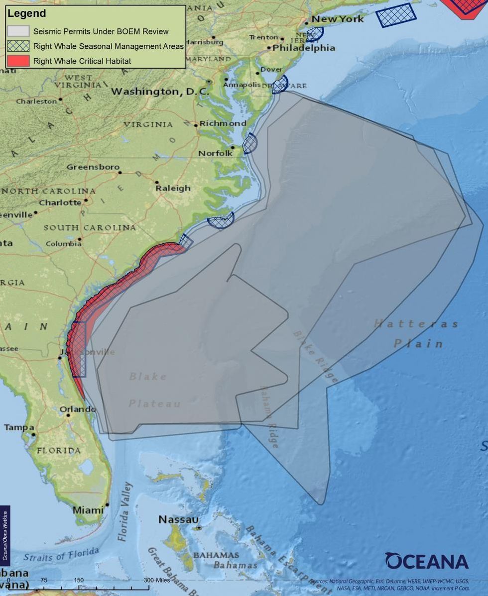 Overlap of Proposed Seismic Airgun Blasting Areas and Critical Habitat for North Atlantic Right Whales (Image: Oceana)