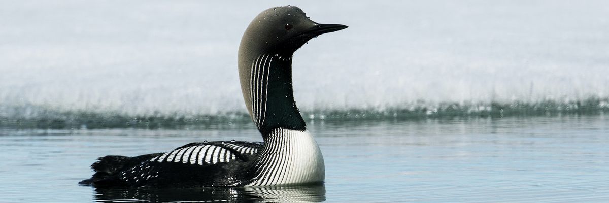 Pacific loon