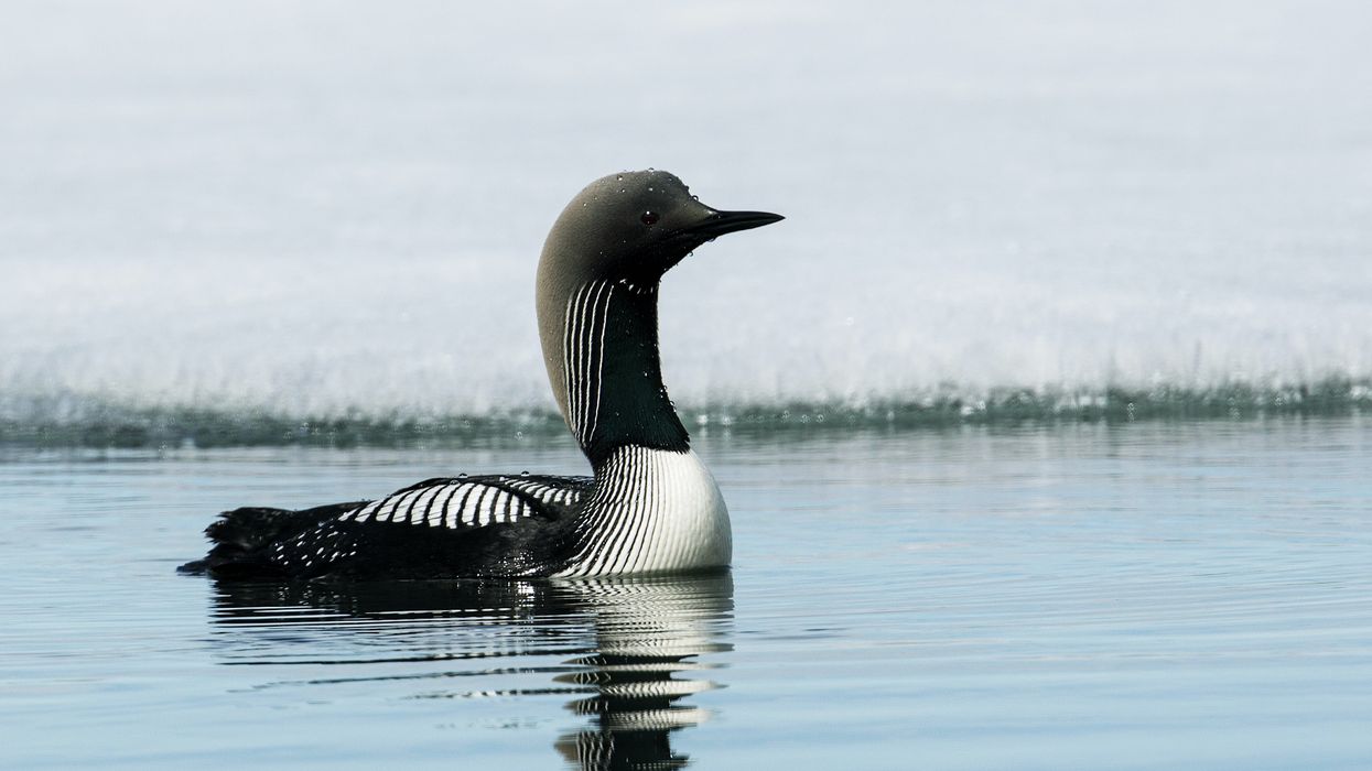 Pacific loon