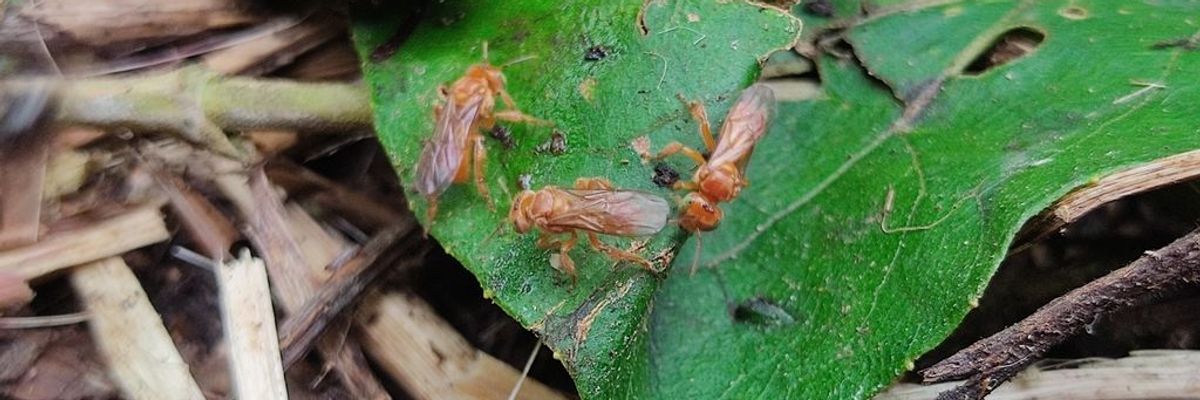 Pale-orange stingless bee