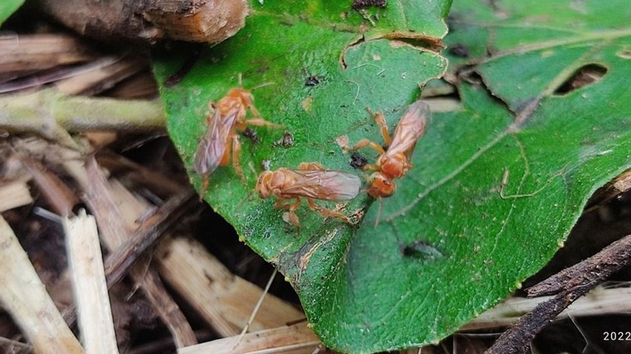 Pale-orange stingless bee