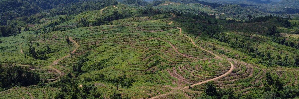 Palm Oil work in Papua New Guinea