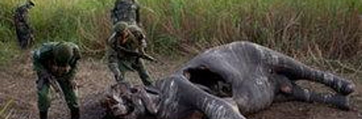 US-Funded Armies Slaughtering Record Number of Elephants