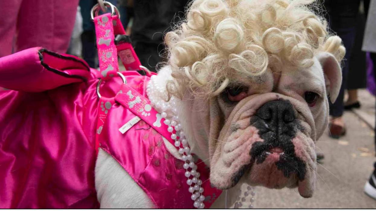 Patel on the FBI's newly lowered bestiality standards: "We have some great canines"
