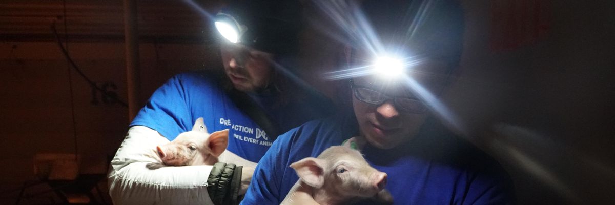 Paul Picklesimer, left, and Wayne Hsiung, right, were acquitted by a jury on October 8, 2022 after facing burglary and theft charges for removing two sick piglets from a Smithfield Foods factory farm in Utah.