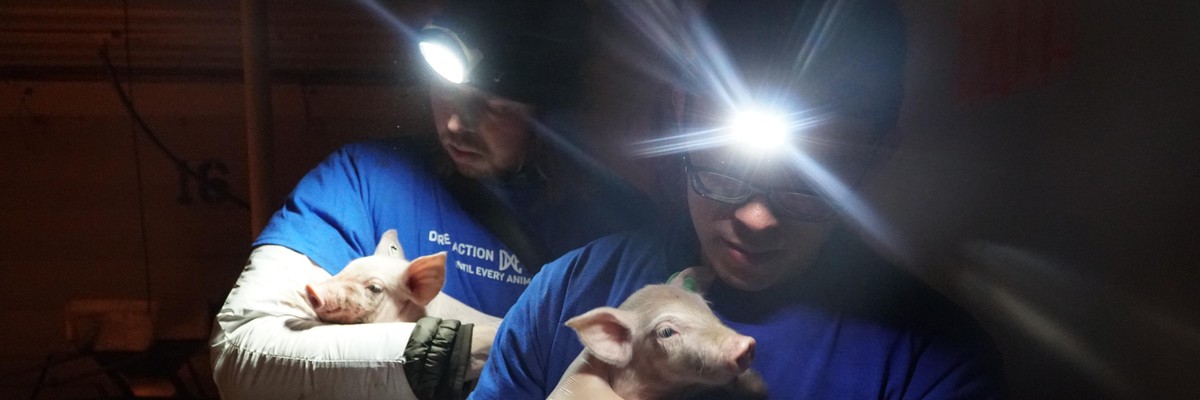 Paul Picklesimer, left, and Wayne Hsiung, right, were acquitted by a jury on October 8, 2022 after facing burglary and theft charges for removing two sick piglets from a Smithfield Foods factory farm in Utah.