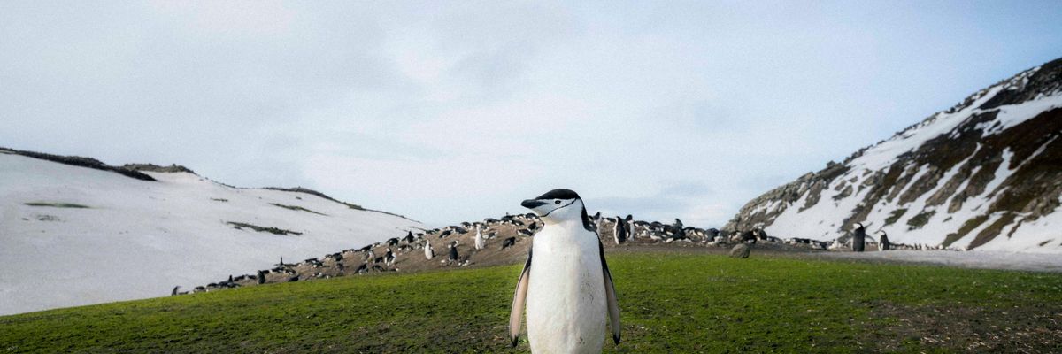 Penguins in Antarctica