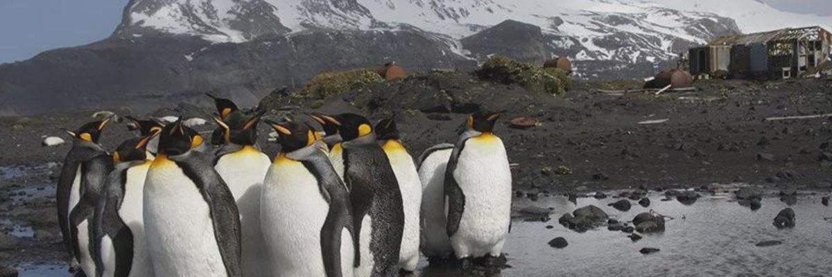 Penguins on Heard Island protesting Trump's new tariff