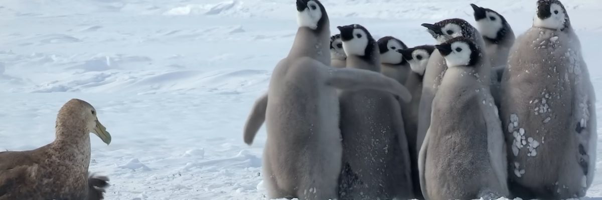 Penguins unite against a predator bird.