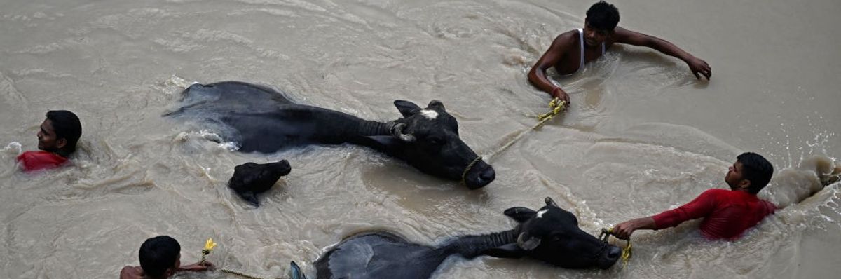 People guide bulls through flood water.