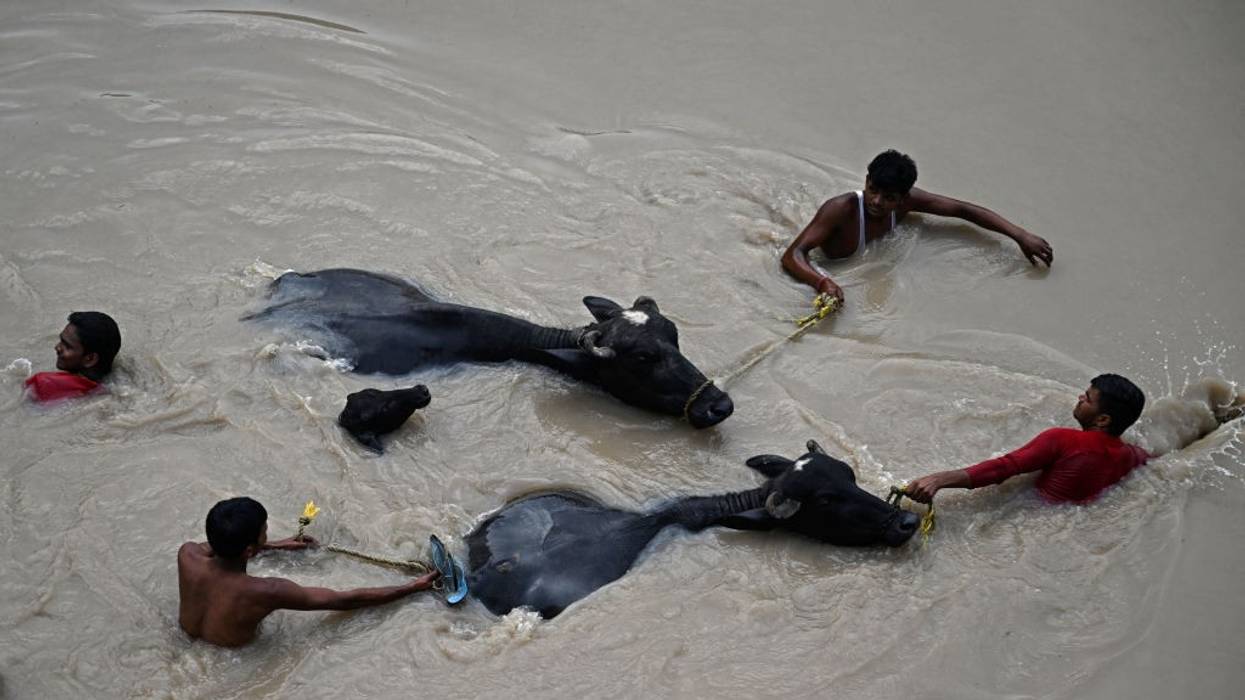 People guide bulls through flood water.