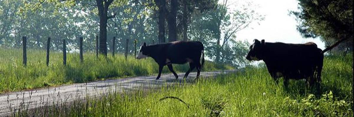 In Organic Farming, Rules Are Not Made to be Broken