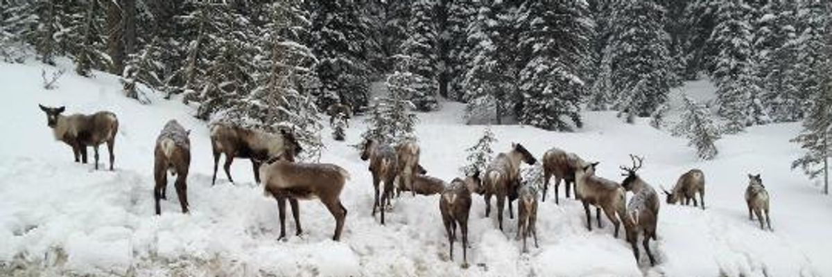 Alberta Selling Out Endangered Caribou for Fossil Fuels