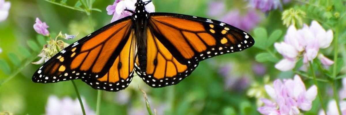 Saving the Monarch Butterfly
