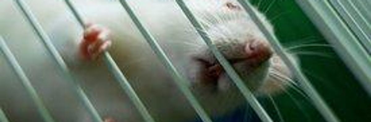 EU Bans Animal Testing in Cosmetics