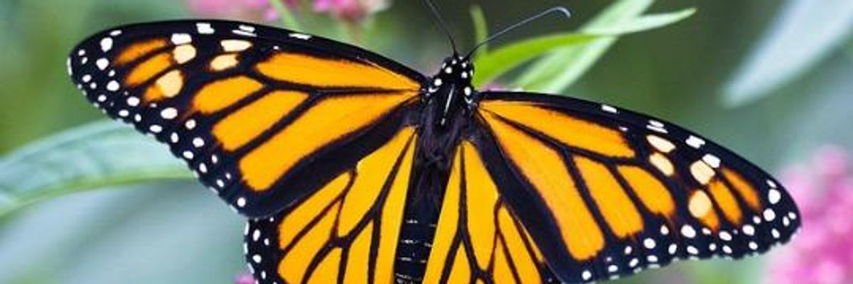 Bring Back the Monarchs!