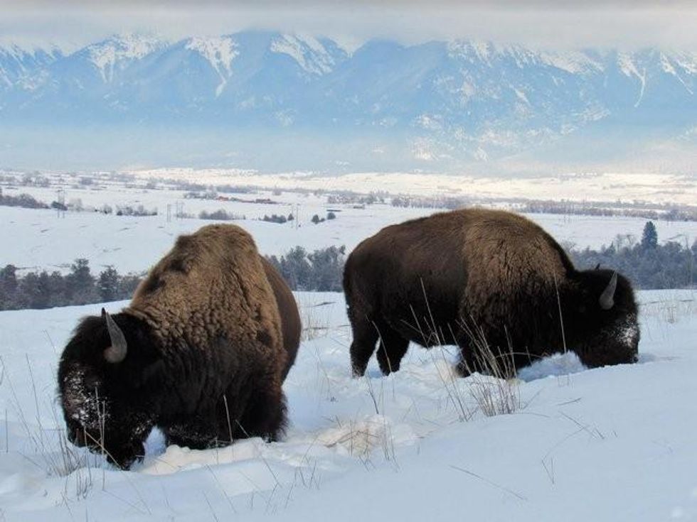 (Photo: David Stalling)