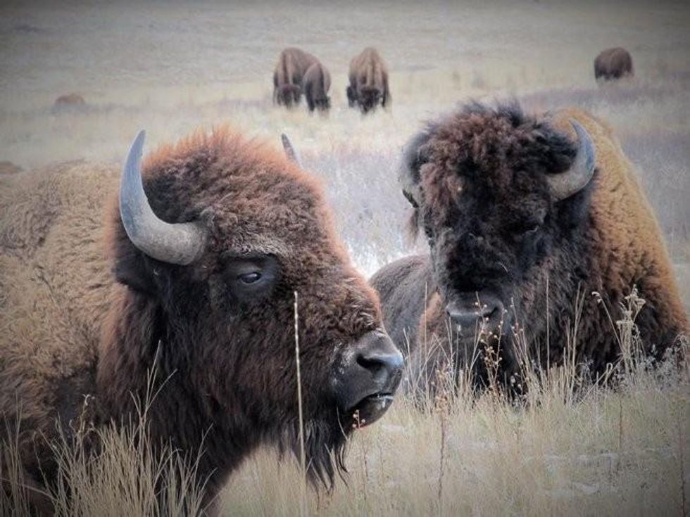 (Photo: David Stalling)