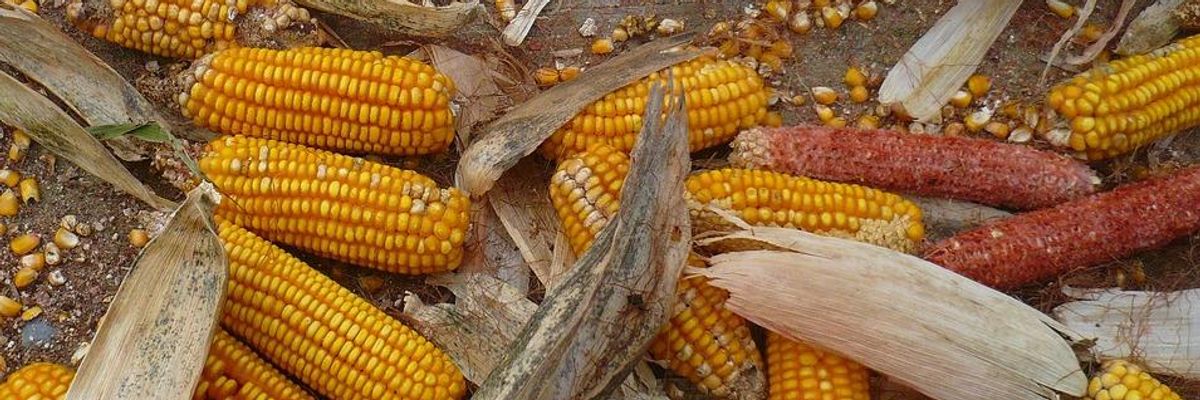 Brazil Farmers Say GMO Corn No Longer Resistant to Bugs