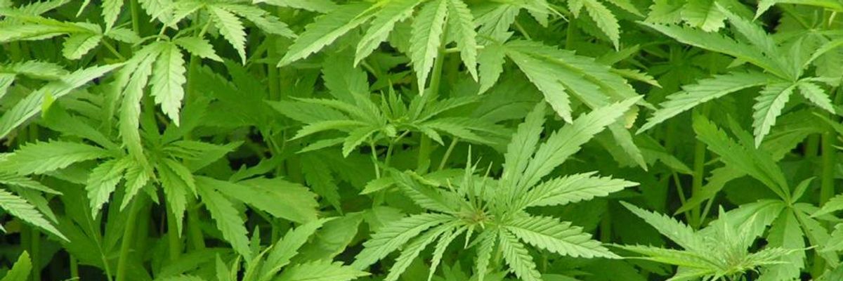 Cannabis Americas Common Sense Crops