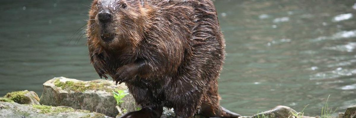 The Original Geo-Engineers: How Beavers Can Help Save the Humans