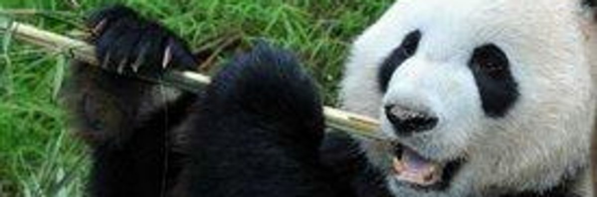 Climate Change May Mean End of Giant Panda