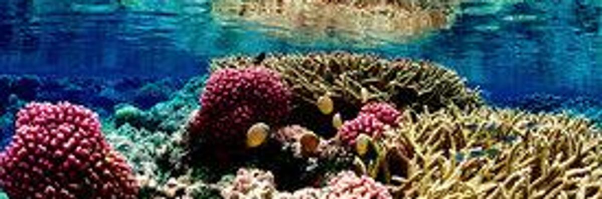 Failing Coral Reefs Pushing Marine Ecosystems Towards Tipping Point