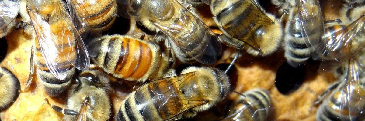 Burt's Bees, Neonics and Poisoning Our Food