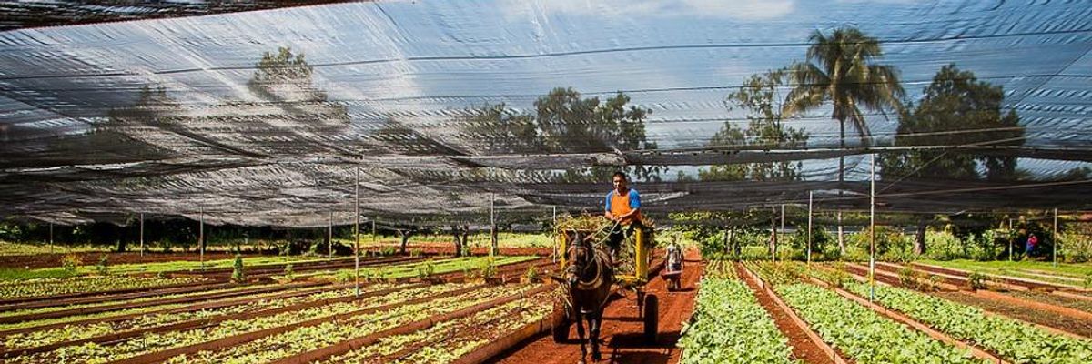 Could US Trade Threaten Sustainable Agriculture in Cuba?