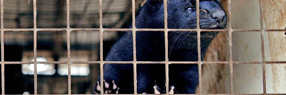 Dylann Roof Is Not a "Terrorist" -- But Animal Rights Activists Who Free Minks From Slaughter Are