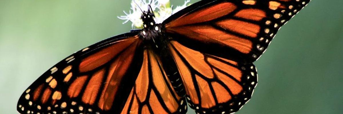 New Research Links Neonicotinoid Pesticides to Monarch Butterfly Declines