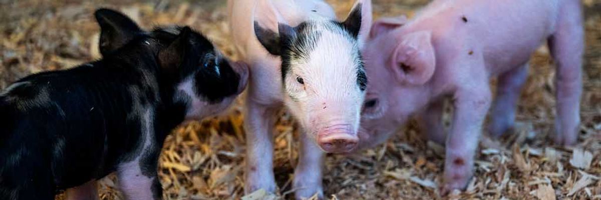 Piglets in California