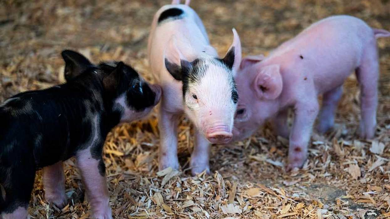Piglets in California