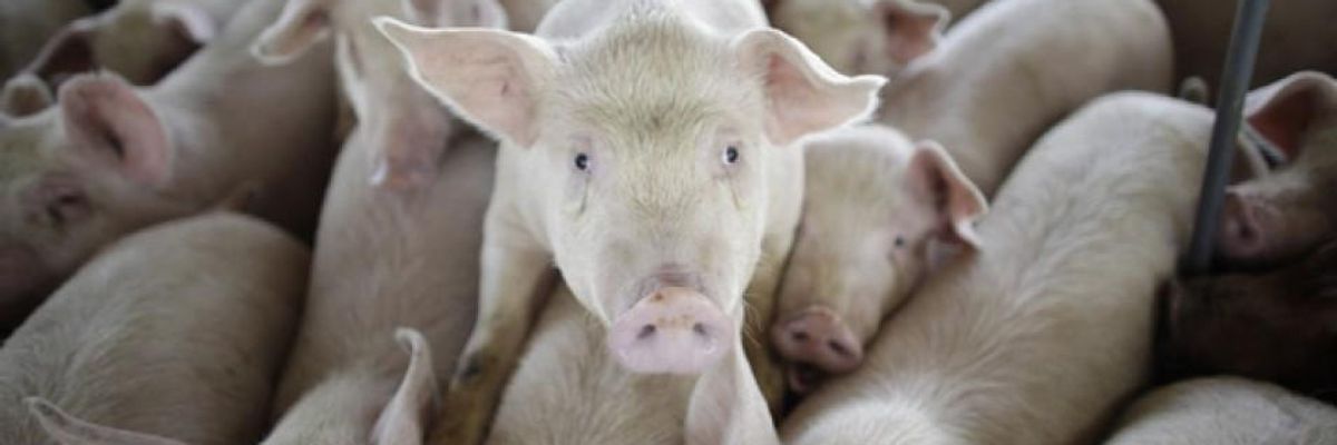 Millions of Pigs and Chickens in US Factory Farms Face Cruel Deaths as Covid-19 Sparks Mass Cullings