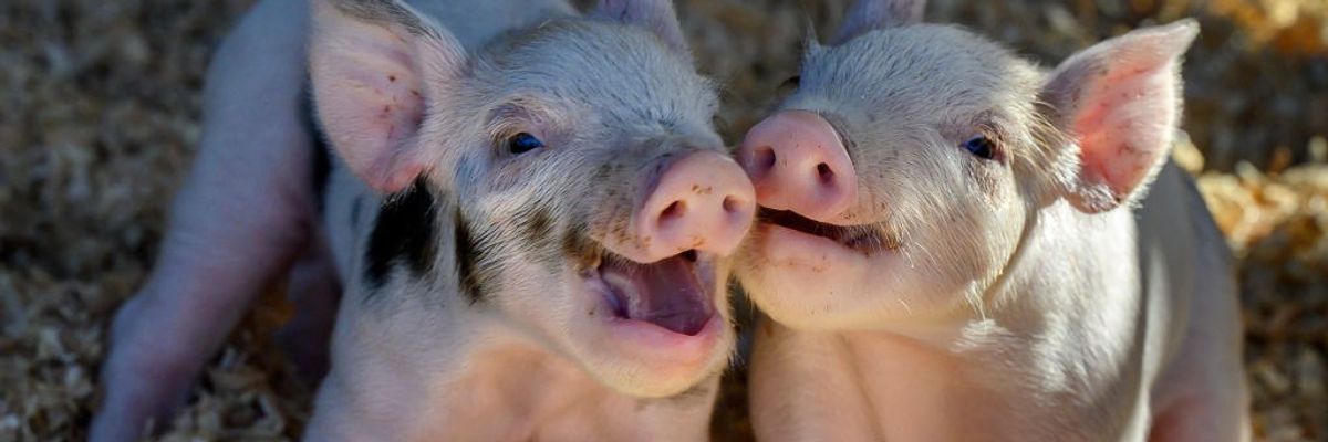 Piglets playing.