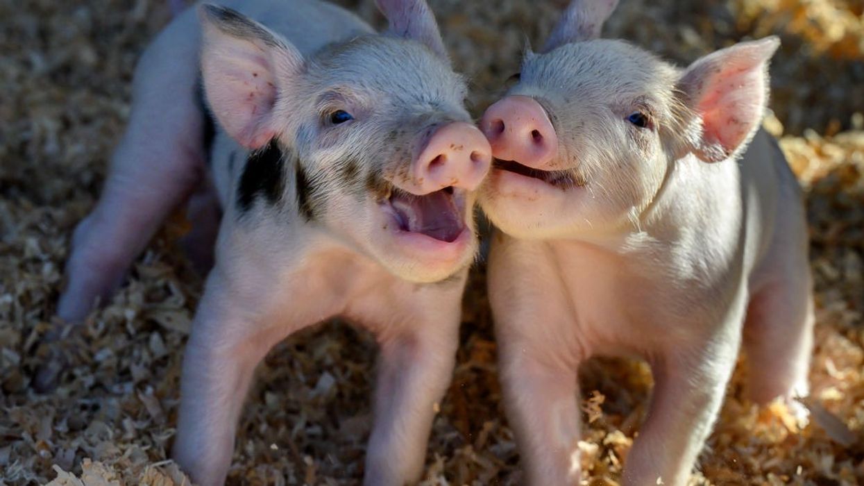 Piglets playing.
