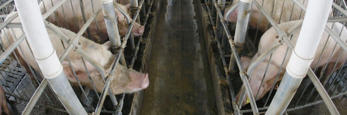 Pigs in pig farm in China.