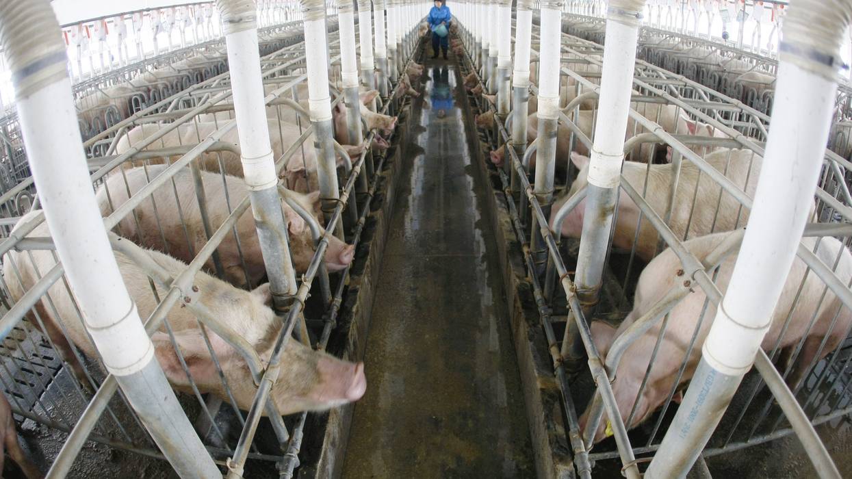 Pigs in pig farm in China.