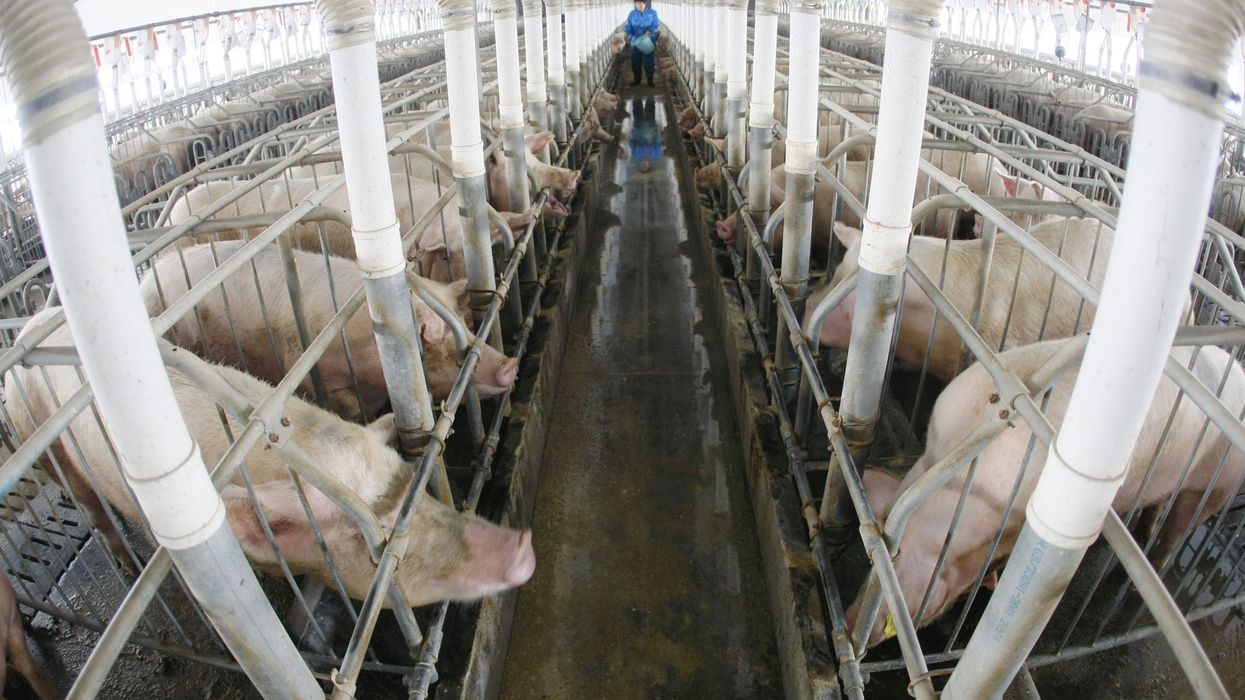 Pigs in pig farm in China.