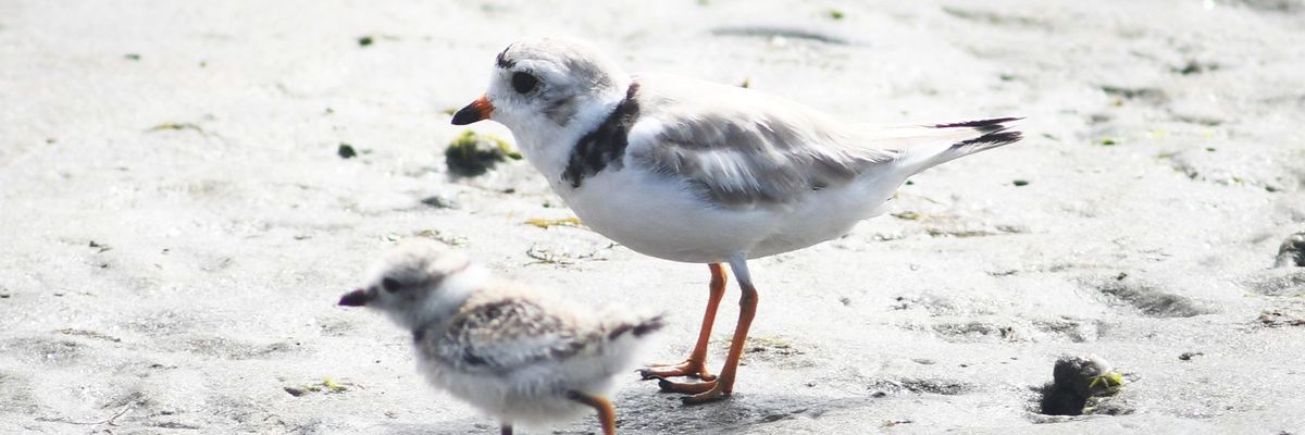 Piping Plover