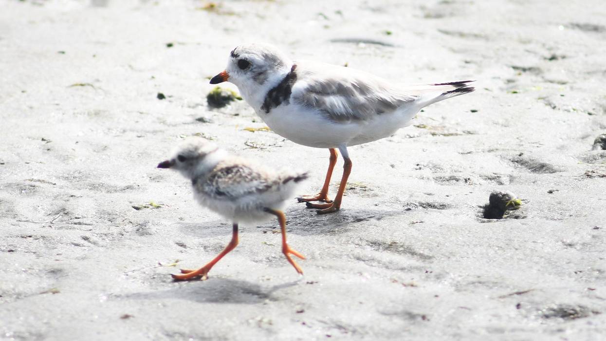 Piping Plover