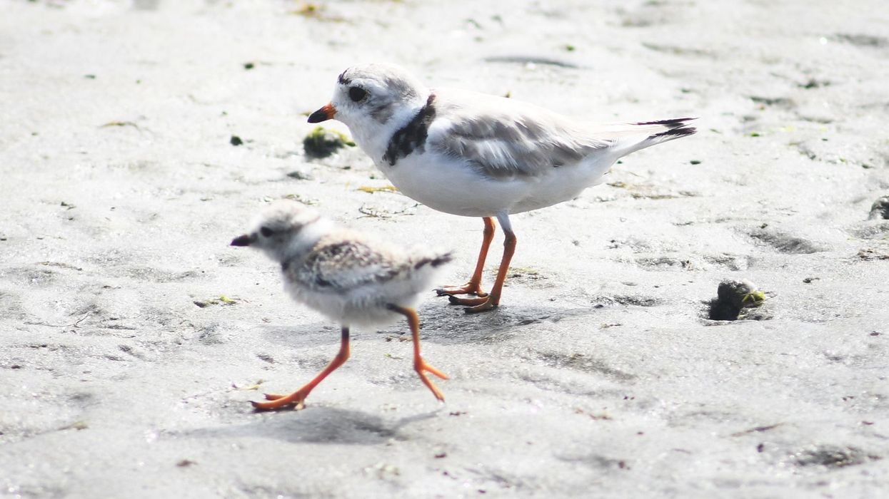 Piping Plover