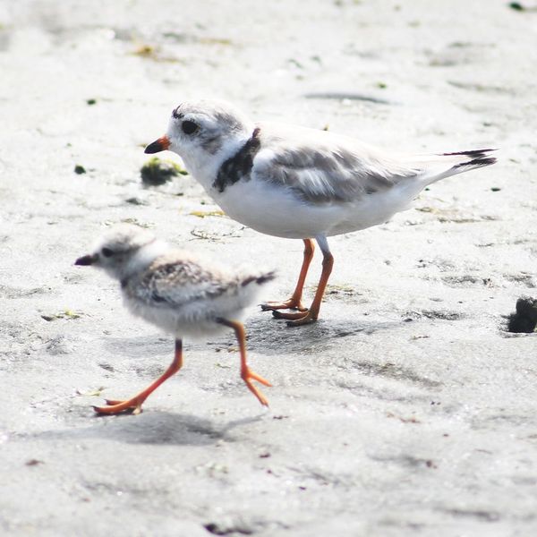 Piping Plover