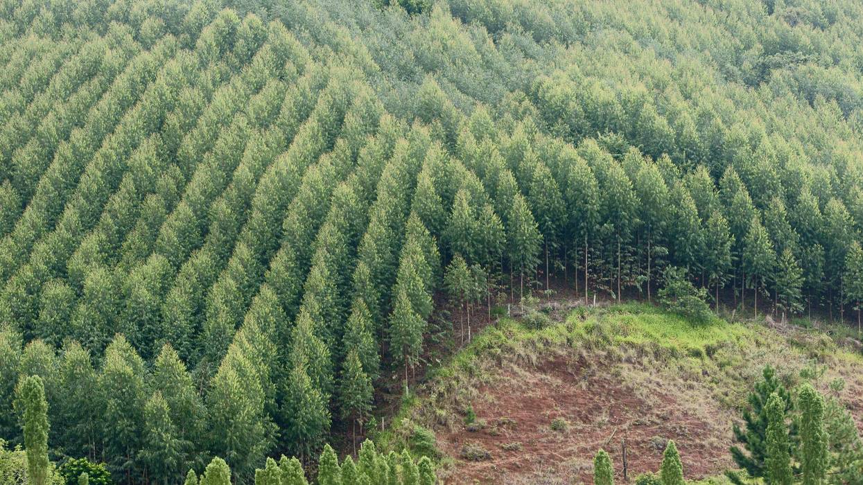 Plantation of Eucalyptuses, Next Sao Luis do Paraitinga.