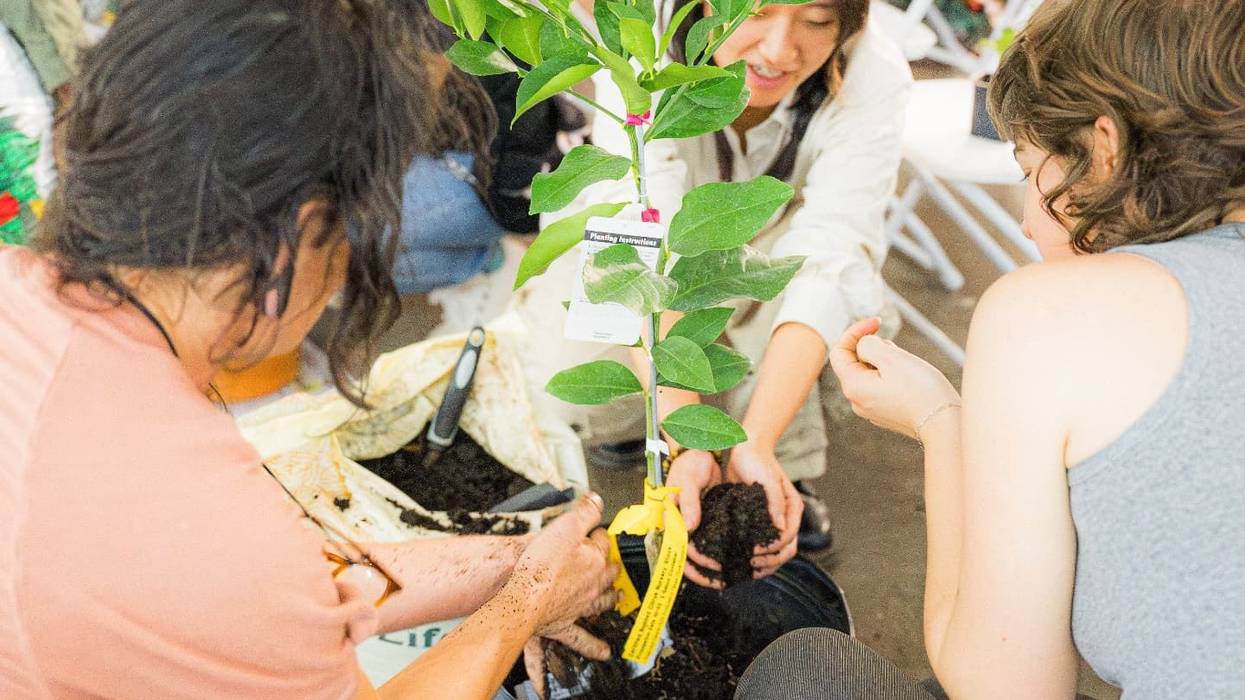 planting a citrus tree.