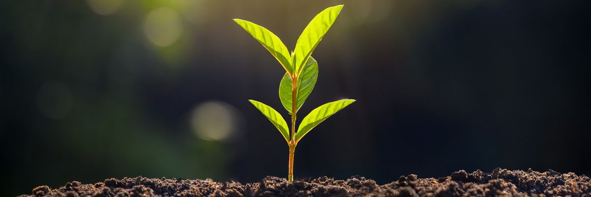 Planting seedlings young plant in the morning light on nature background
