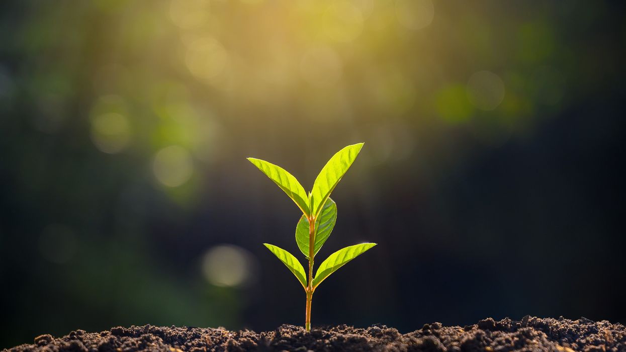 Planting seedlings young plant in the morning light on nature background
