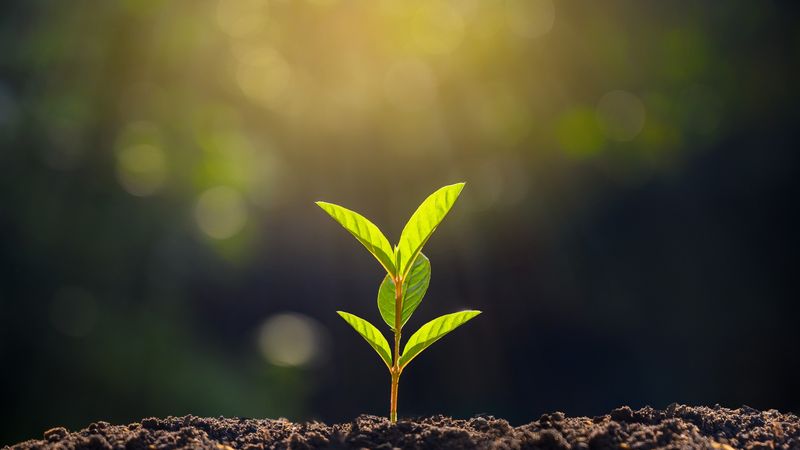 Planting seedlings young plant in the morning light on nature background
