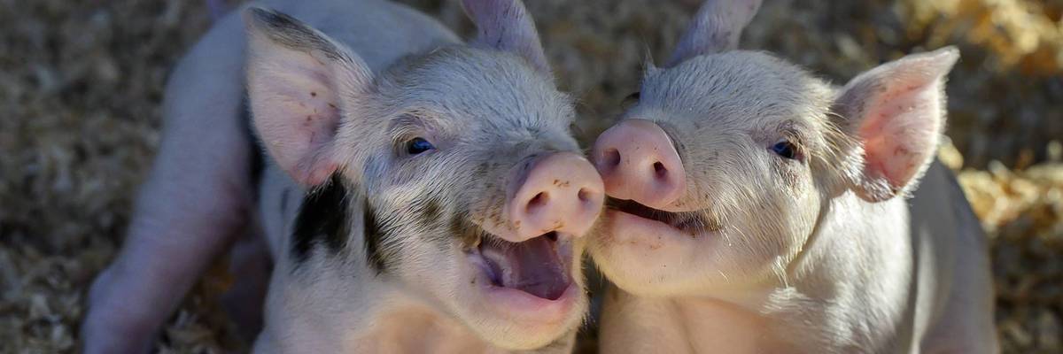 Playful piglets born on Christmas Eve
